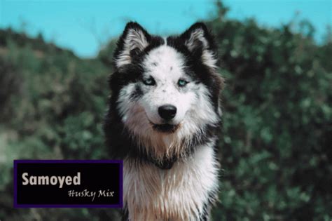 Interesting Facts About Samoyed Husky Mix Petvet