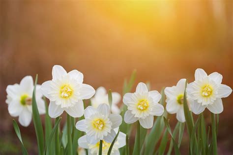 The Jonquil Flower Is Ideal In Borders Flowerbeds And Brings