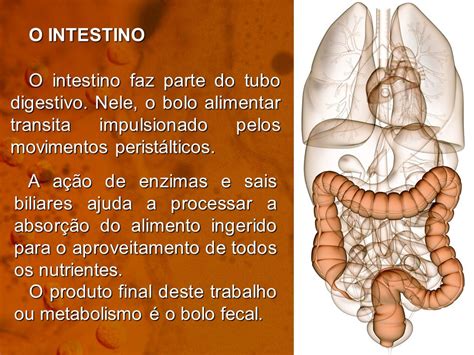 O Percurso Do Bolo Fecal Inicia Seu Percurso Pelo Intestino