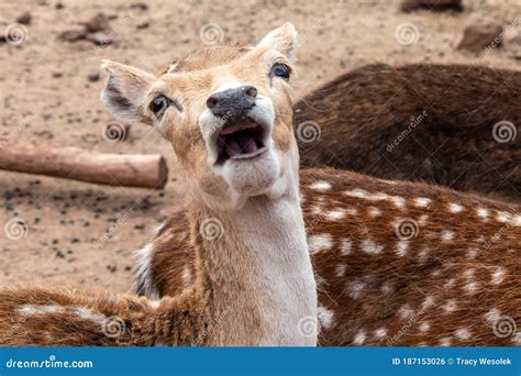 Young Deer Making A Funny Face Stock Photo Image Of Deer Close