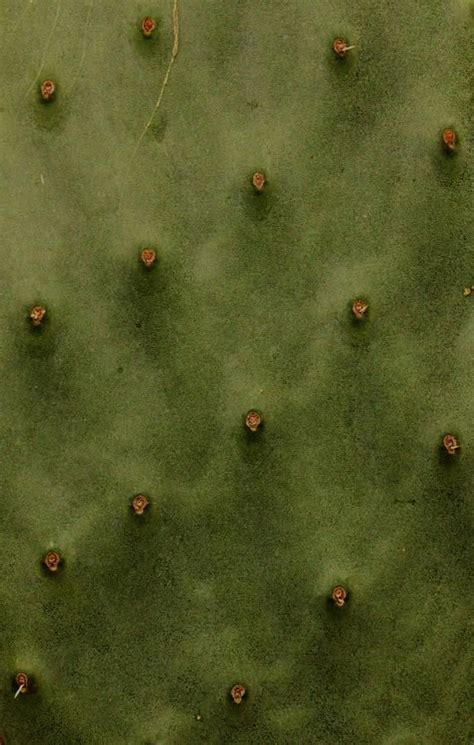 Cactus Texture 1 By Amy Neal Texture Composition Photography Cactus