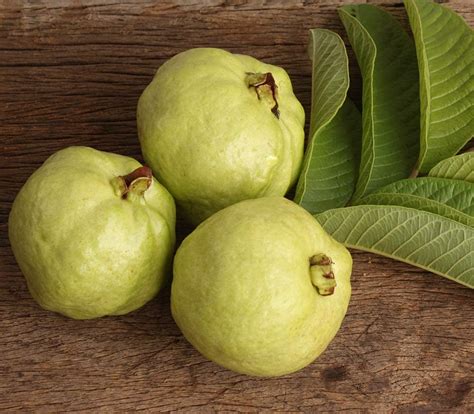 M Tech Gardens Rare Hybrid Guava Lucknow 49 Exotic 40 Fruit Seeds