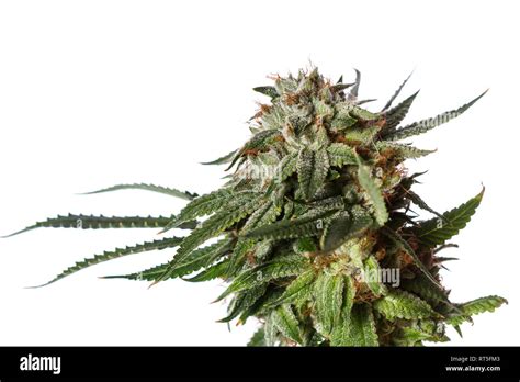 Popular Cannabis Strain Known As Gorilla Glue Number Four Isolated On A