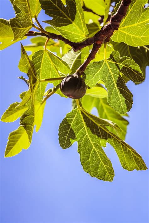 Trees In The Bible Olive Tree Blog