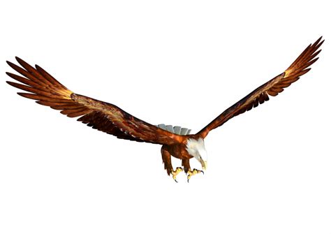 Eagles Png Free File Download Png Play