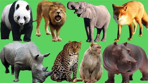 Learning Wild Animals Names Sounds For Kids In English