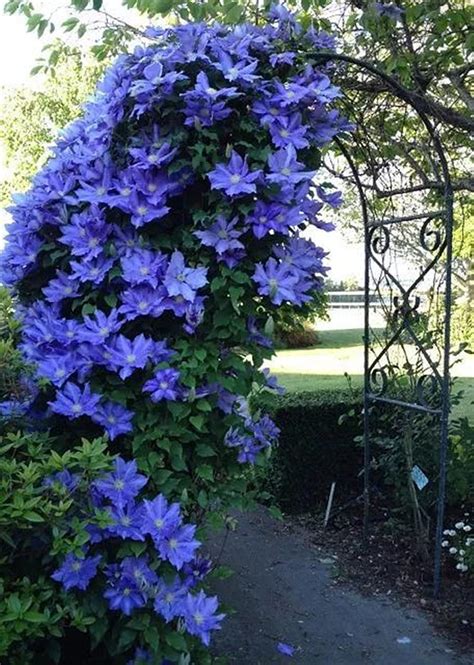 Clematis Rhizomes Clematis Bright Colors Home Decoration Plants Home
