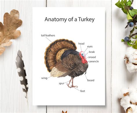 Turkey Anatomy Printable Poster Thanksgiving Wall Art Etsy