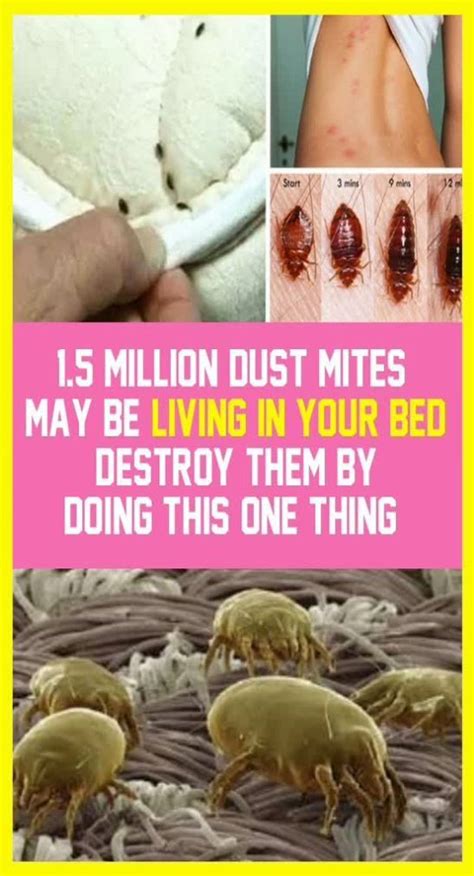15 Million Dust Mites May Be Living In Your Bed Destroy Them By Doing