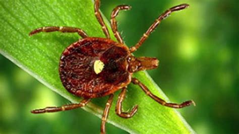 Doctors Warn About Red Meat Allergy Caused By Some Tick Bites