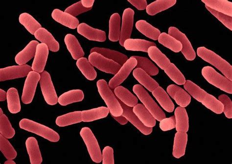 Bacillus Subtilis Scheda Batteriologica Ed Approfondimenti