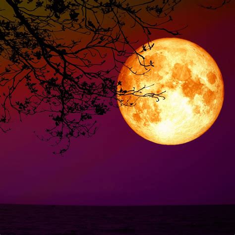 Süper Çiçek Kanlı Ay Tutulması nedir Ne zaman gerçekleşecek 26 Mayıs