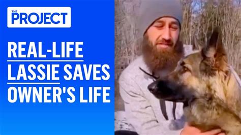 Good News Real Life Lassie Saves Owners Life Youtube