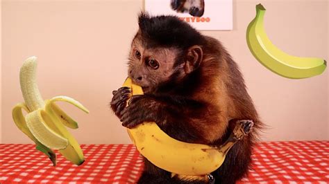 Monkey Loves Banana Youtube
