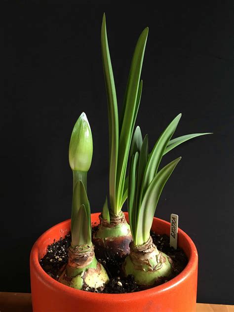 How To Know When Amaryllis Bulbs Will Flower Longfield Gardens