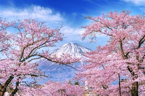 Montaña Fuji Y Flores De Cerezo En Primavera Japón Foto Gratis
