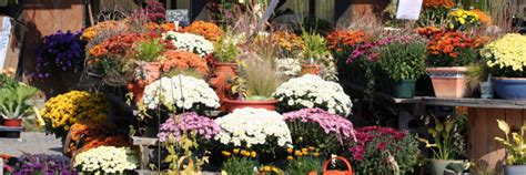 Fall Plants For Pots Minnesota Mums And More Wagners