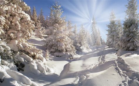 Download Wallpapers Winter Mountains Snow Forest Sun For Desktop