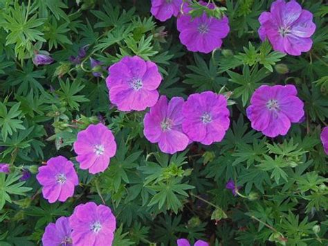 It is noted for its deep magenta flowers (3/4diameter) and deeply lobed, dark green leaves. Geranium sanguineum 'New Hampshire Purple' - Sloat Garden ...