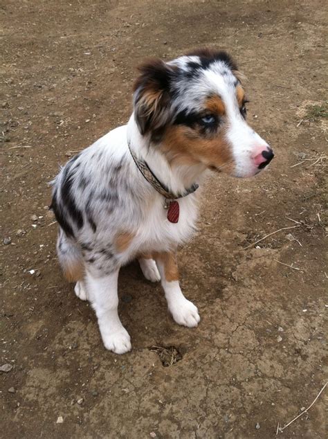 5 Month Old Maybelline Blue Merle Mini Aussie Maybelline