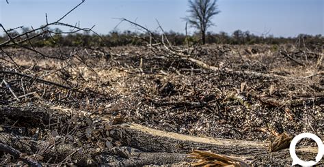 Destrucción forestal Argentina está en el cuarto lugar entre los