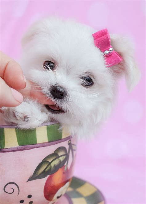 Maltese Puppies Teacup Puppies And Boutique