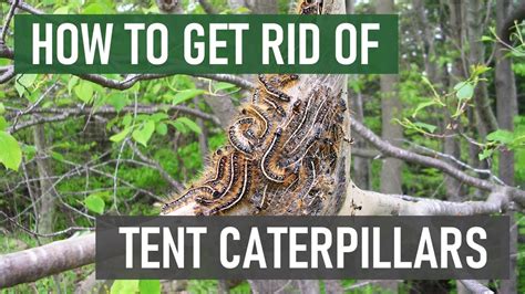 How To Get Rid Of Tent Caterpillars Easy Steps Youtube