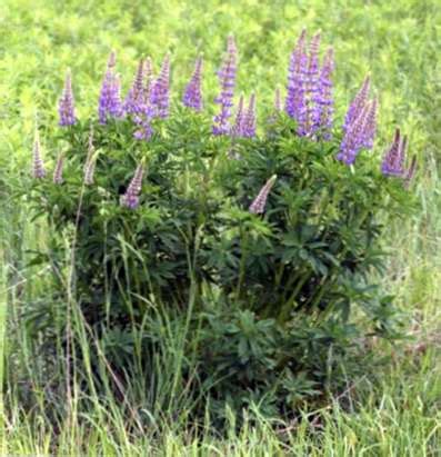 Viele essbare wildpflanzen lassen sich ganz einfach zubereiten. Bigleaf Lupine Care: Was ist eine Bigleaf Lupine Pflanze ...