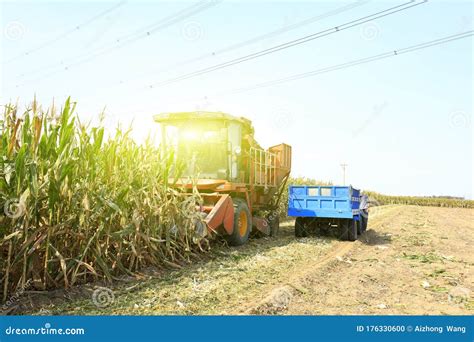 Modern Combine Harvester Is Harvesting Cultivated Ripe Corn Crop Stock