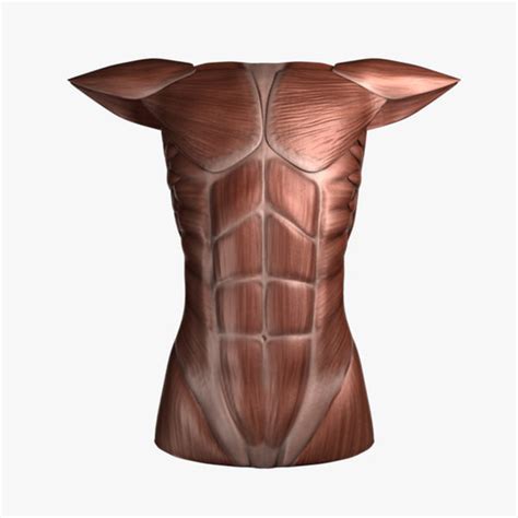 Understanding the back muscles anatomy of the torso for artists. 3d female torso