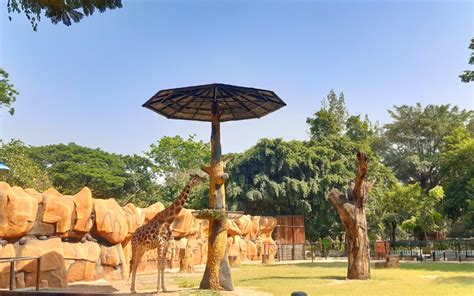 Banyak fasilitas yang dapat dinikmati di ragunan dan koleksi hewan di sana juga beragam sekitar kebun binatang ini memiliki fasilitas yang lengkap dan menarik. Kebun Binatang Surabaya (KBS) Tiket & Area Satwa Januari 2021 - TravelsPromo