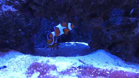 Ocellaris Clownfish Initial Meetingpairing Youtube