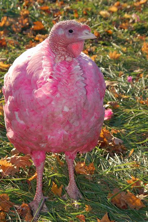 Gozzi Turkey Farm See Bright Colored Turkeys In Ct