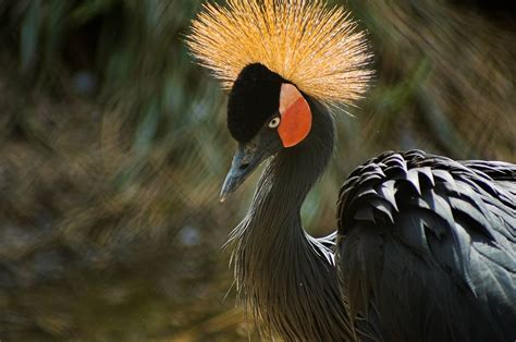 Black Crowned Crane Wikipedia