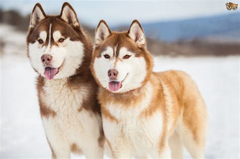 Siberian Husky Colours And Commonly Confused Breeds Siberian Husky