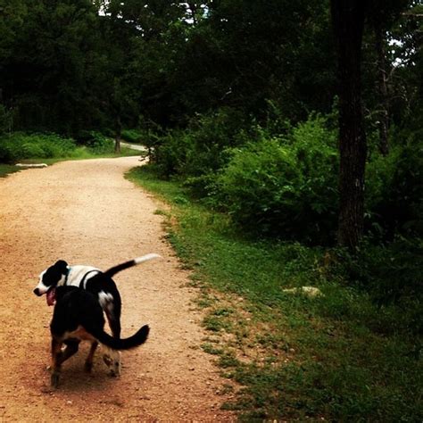 Maybe you would like to learn more about one of these? Shoal Creek Dog Park - Dog Run in Austin