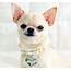 Scientists Have Found That Chihuahua Owners Love Their Dogs More Than 