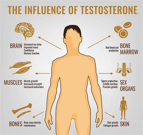 Metabolismo Testosterone Beneficios Nutricionales De La Hormona Del Images