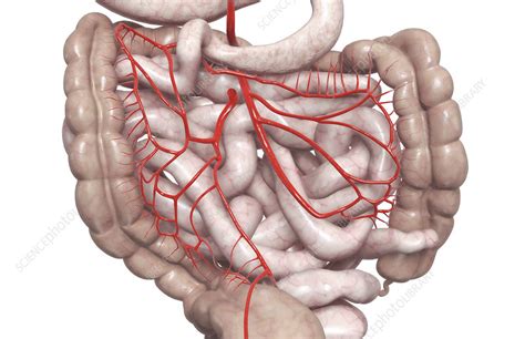 Mesenteric Arteries Stock Image F0020879 Science Photo Library