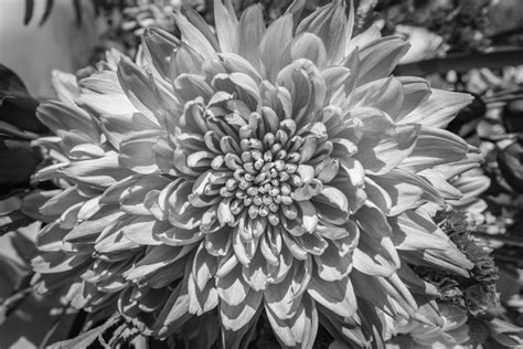 Chrysanthemum Rblackandwhite