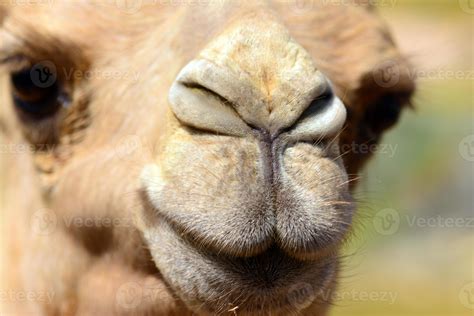 Camel Face Close Up 836405 Stock Photo At Vecteezy