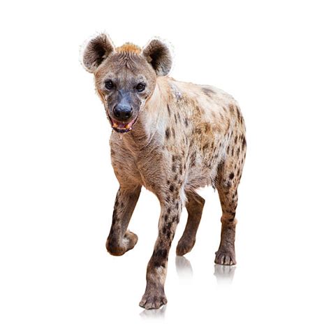 Hyena Front View Animal Brown Stock Photos Pictures And Royalty Free