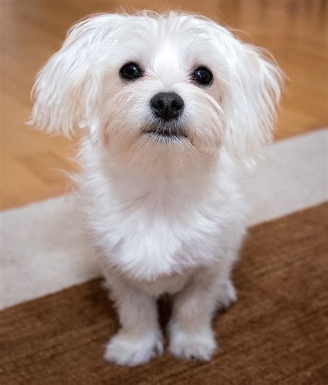 Maltese Dog Breed Information Center The Ultimate Fluffy White Puppy