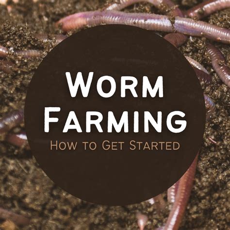 A Worm Farm Or Composter Is A Great Way To Deal With Organic Recycling