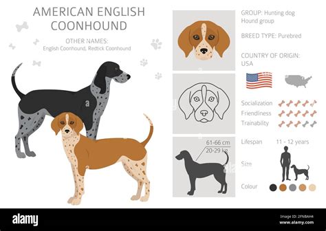 American Englisn Coonhound All Colours Clipart Different Coat Colors
