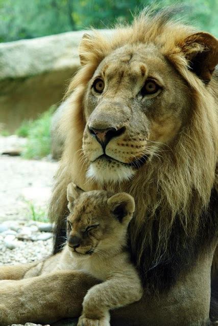 Fotos De Todos Los Bebés Del Reino Animal Hermoso León Bebé