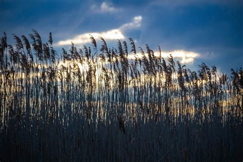 Sunset Reed Sky Free Photo On Pixabay