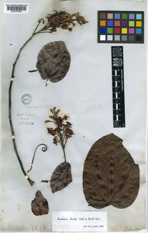 Phanera Lucida Benth Plants Of The World Online Kew Science