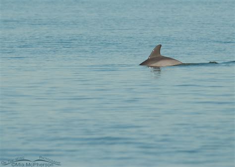 Bottlenose Dolphin In The Gulf Of Mexico On The Wing Photography