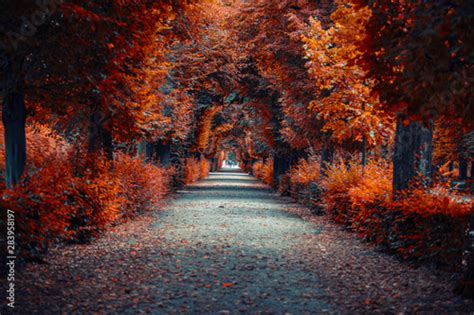 Autumn Alley Tree Alley In The Park In Autumn Time Stock Photo Adobe